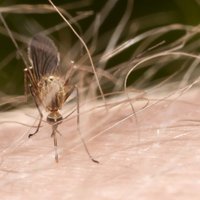 Padomi, kā izvairīties no insektu kodumiem un pagatavot pretlīdzekļus mājas apstākļos