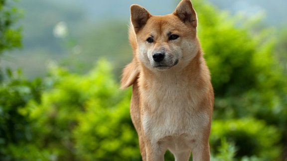 Akita-inu, japāņu akita, akita inu, Japānas akita