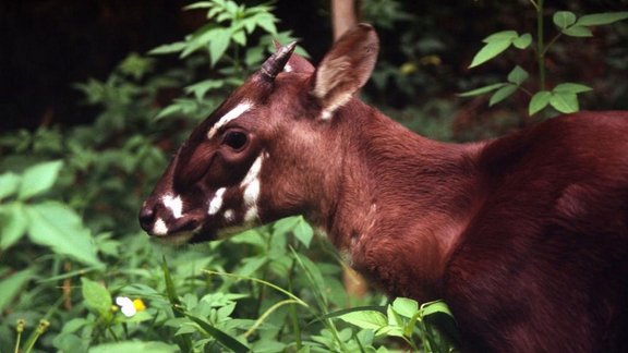 saola