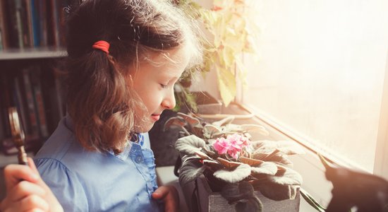 Tikai ar acīm un labāk pa gabalu no maziem bērniem – indīgie telpaugi