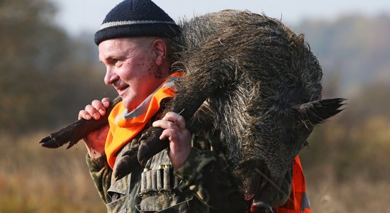 Atcels ārkārtas situāciju saistībā ar Āfrikas cūku mēri