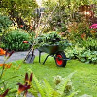Что посеять в саду и огороде в августе