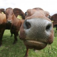 Izvirtusi govs pavedinājusi jaunekli uz seksu