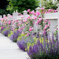 Aromātiskās lavandas kā akcents dārzā: sešas idejas violeto augu izcelšanai