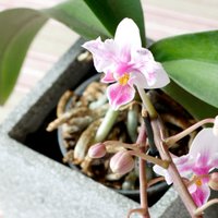 Orhideju laistīšana: triks vienmērīgai poda apgādei ar ūdeni