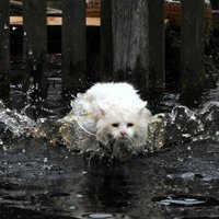 Латвия уходит под воду: в Плявиняс затоплен центр города