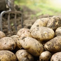 Piltenes pagastā notiks kartupeļu talka ar saimnieču konkursu un dančiem pie ugunskura