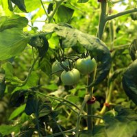ФОТО: в новой теплице Getliņi EKO будут выращивать особые сорта помидоров