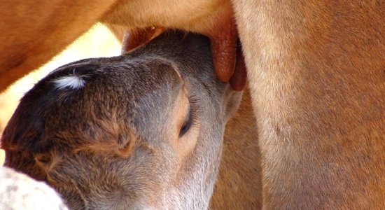 Rudzātu saimniecībā uzstādīta unikāla iekārta teliņu dzimšanas laika noteikšanai