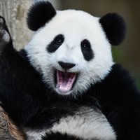 Viņi ir tuvāk, nekā šķiet! 5 Eiropas zoodārzi, kur var apskatīt mīlīgās pandas