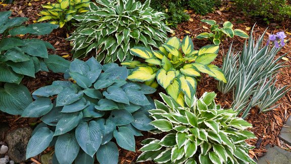 hostas, dārzs, daiļdārzs