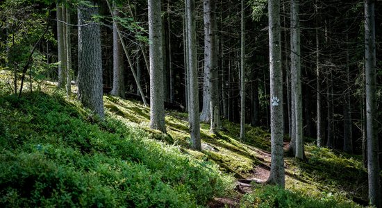 Mistiski stāsti un neskarta daba: pastaigu taka Raudas mežā, kurā slēpjas vietējās bagātības