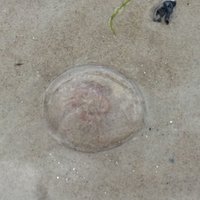 Foto: Ragaciema pludmalē gozējas mazas medūzas