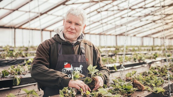 "Augusta zemenes" agronoms Guntars Dzērve