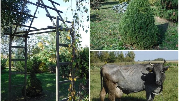 ZS Vilki, dendroparks