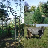 ФОТО. Дендрарий хозяйства Vilki: оазис в Земгале с тысячами растений и голубыми коровами.