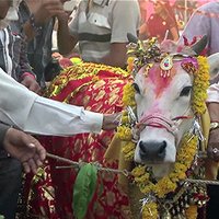 Свадьба быка и коровы обошлась в $17 000