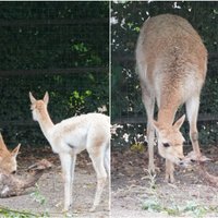 Rīgas zoo piedzimis vikunju mazulis
