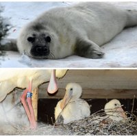 Rīgas zoodārzā piedzimis ņiprs ronēns un karošknābēni