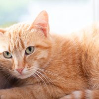 Почему большинство рыжих котов – самцы?