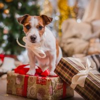 Kaķa un suņa bīstamie Ziemassvētki