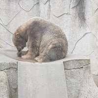 ФОТО: Читательницу шокировали условия содержания белого медведя в Рижском зоопарке