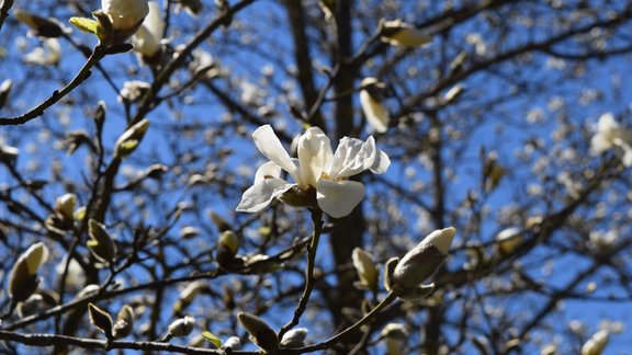 Salaspils botāniskajā dārzā zied ziemeļu magnolija - 22