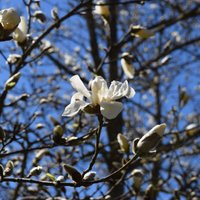 Foto: Salaspils botāniskajā dārzā krāšņi uzziedējusi ziemeļu magnolija