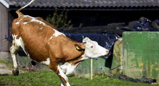 Saimniecība 'Vecsiljāņi' plāno ieguldīt 1,13 miljonus eiro piena liellopu novietnē un kūtsmēslu krātuvē