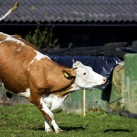 Saimniecība 'Vecsiljāņi' plāno ieguldīt 1,13 miljonus eiro piena liellopu novietnē un kūtsmēslu krātuvē