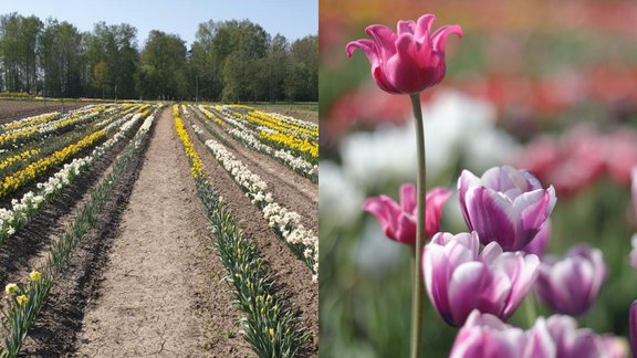 Daugmales peonijas, narcises,tulpes Foto: Daugmales peonijas/DELFI