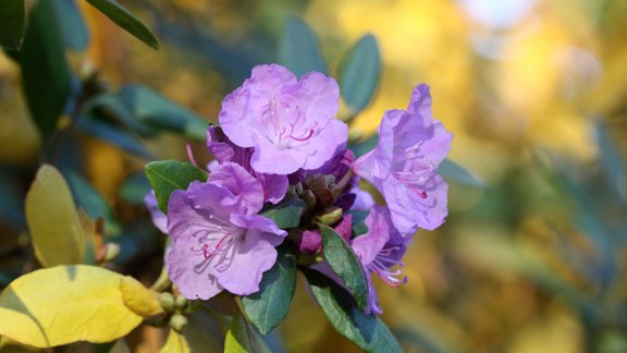 LU Rododendru selekcijas un izmēģinājumu audzētava "Babīte", rododendri, rododendrs