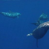 Почему дельфины плавают не так, как акулы?