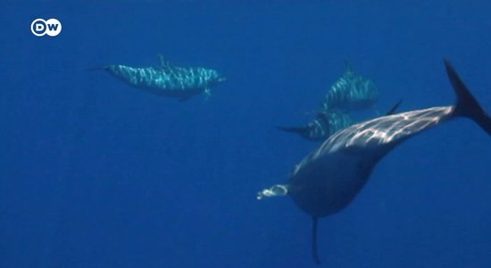 Почему дельфины плавают не так, как акулы?