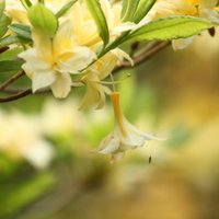 Latvijā radītas astoņas jaunas rododendru šķirnes