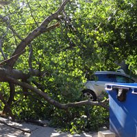 ФОТО: На улице Тапешу упало 7-метровое дерево - двум машинам досталось