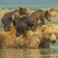 Foto: Iespējams, pasaulē jaukākā lāču ģimene