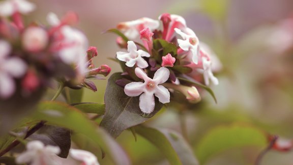 Abelia mosanensis, Mosanas abēlija