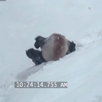 Video: Ripoja panda lejā no kalna jeb Kā nebēdnīgi vāļāties pa sniegu