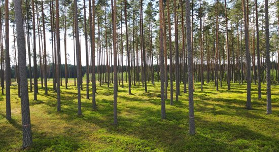 Государство за полгода восстановило лес на площади 12 тысяч га