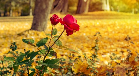 Rozes oktobrī zied pilnā sparā: atlapošana jāatliek uz vēlāku brīdi