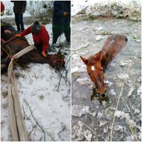 Riebiņu novadā no grāvja izceļ ledū ielūzušu zirgu