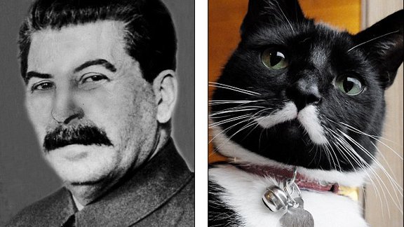 Stalin Cat - titul AP