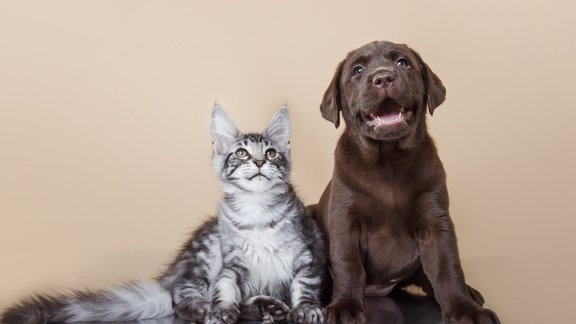 suns, kaķis, meinkūns, labradors