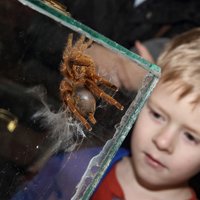 Foto: 'PetExpo 2015' skatāmi pat Madagaskaras tarakāni un īpatnējas vistas