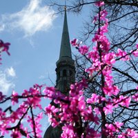 Foto: Rīgā pirms cīruļputeņiem 'uzplaukst' pavasaris