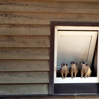 Rīgas Zoo surikatiem būs jauna māja, būvniecības pirmais posms tuvojas finiša taisnei