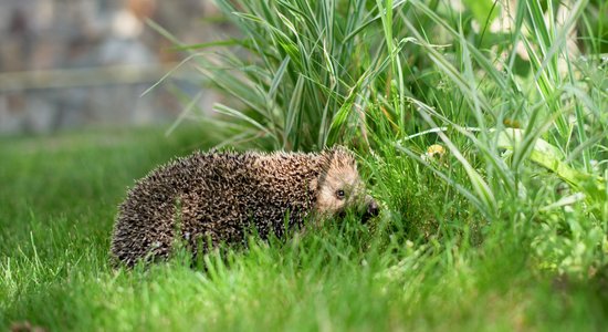 Pirmdien saule mīsies ar mākoņiem, vietām var būt arī krusa 