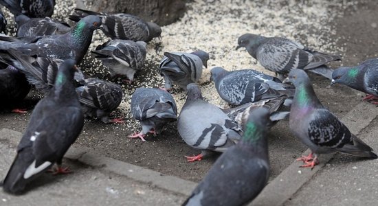 Dažās Viļņas vietās par baložu barošanu draud 230 eiro liels sods