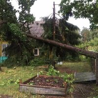Читательница об урагане в Саулкрасты: "С моей мамы потребовали деньги за уборку упавшего дерева"
